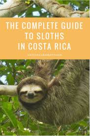 The Complete Guide To Sloths In Costa Rica Costa Rica Costa Rica Travel Costa