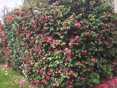 Most of the spring blooming camellias are japanese camellias (camellia japonica) and camellia hybrids such as camellia x williamsii. Best Camellias For Faster Growing Privacy Hedge
