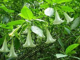 Jika masih muda biasanya warna hijaunya sedikit cerah. Mabuk Kecubung Sebuah Aduhai