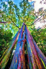 The trees can grow to over 200 feet tall. Image Result For Hawaiian Tree Rainbow Rain Rainbow Eucalyptus Tree Rainbow Eucalyptus Rainbow Tree