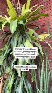Image result for Dracaena aubryana