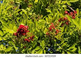 Image result for Ilex mitis