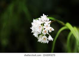 Image result for Polystachya