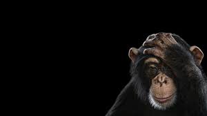 Black Monkey Photography Mammals Monkey Simple Background Chimpanzees 2k Wallpaper Hdwallpaper D In 2021 Simple Backgrounds Hd Wallpaper Pink Wallpaper Desktop