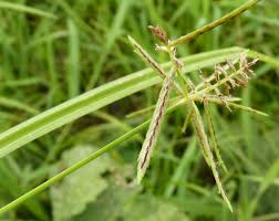 Image result for Cyperus sphacelatus