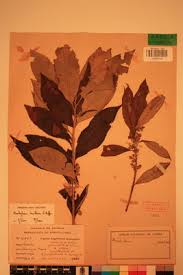 Image result for Brachylaena huillensis