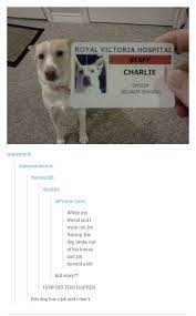 When This Dog Achieved Funny Tumblr Posts Funny Pictures Dog Tumblr