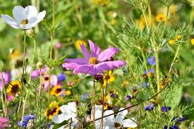 Belle immagini possono essere utilizzate come sfondo del desktop, wallpaper o sfondo per il tuo cellulare. Fiore Di Campo Fiori Foto Gratis Su Pixabay