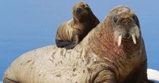 An Atlantic Walrus Calf Finds Safety On Its Mother S Back While Drifting On An Ice Floe Walrus Mothers A Mother And Baby Animals Cute Baby Animals Baby Walrus