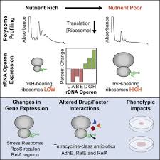 What is the difference between mrna trna and rrna? Endogenous Rrna Sequence Variation Can Regulate Stress Response Gene Expression And Phenotype Sciencedirect