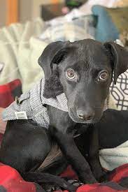 Not sure if it is legal to own the type of exotic pet you have or are looking to get in the state you live in? These Colorado Springs Based Puppies Are Up For Adoption And In Need