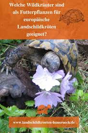 Futterpflanzen Schildkrotengehege Landschildkroten Schildkrote