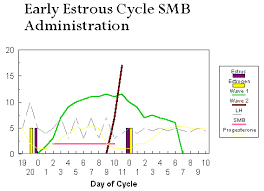 Bovine Estrous Cycle