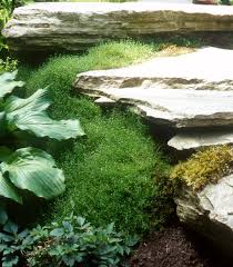 Image result for Sagina