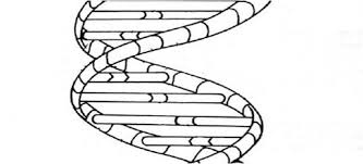 = leading strand input it if you want to receive answer. Dna And Rna Comparison Quizlet