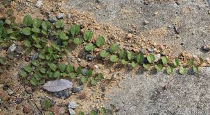 Image result for Evolvulus nummularius