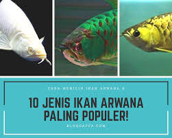 Jenis ikan konsumsi air tawar nilem adalah ikan yang diketahui menyebar di asia tenggara: 10 Jenis Ikan Arwana Terpopuler Yang Cocok Dipelihara Di Rumah Blogdaffa Com