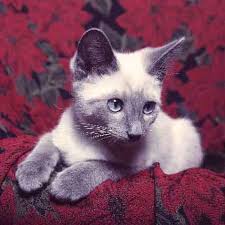 I developed my cat and dog allergies after college, and for a long time i thought i was just sick all the time because i never even thought i might be allergic to my pets. Are Poinsettias Poisonous To Cats Petcarerx