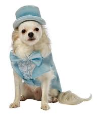 rasta imposta dumb and dumber harry blue tuxedo dog costume