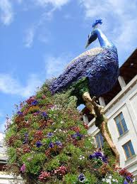 Covent Garden Peacock Peacock Gorgeous Art Peacock Photos