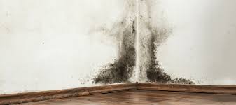 The best way to keep dust mites at bay is to disturb their living areas and food sources. Can I Get Mold Spores Bites What To Know About Mold Mites Abc Blog