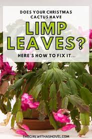 5 Most Common Problems With Christmas Cactus And How To Fix Them In 2021 Christmas Cactus Care Cactus Care Christmas Cactus Plant