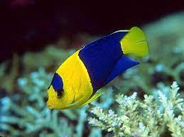 Cool Fish Salt Water Fish Salt Water Aquarium Fish