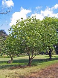 Image result for Cordia