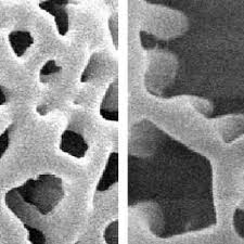 Image result for Fadogia schmitzii