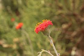 Image result for Kleinia grantii