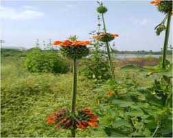 Image result for Vernonia nepetifolia