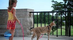Feiern sie die liebe dieser wunderbaren katzenrasse. Galileo Video Bild Geschichte Leopardenkatze Prosieben