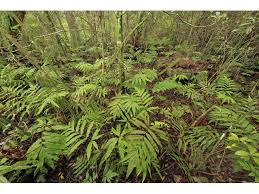 Image result for Ctenitis