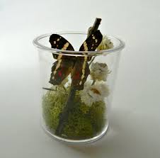 Pin On Terrarium Aquarium Vivarium