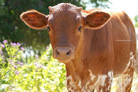 Exotic Animals For Sale In Dallas Texas Tips And Guide