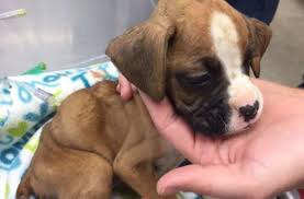Topsearch.co updates its results daily to help you find what you are looking for. Yard Sale To Benefit Precious Friends Puppy Rescue Clarksvillenow Com