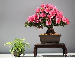 12 Jenis Tanaman Bonsai Terbaik Dilengkapi Tips Perawatan