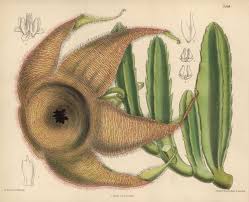 Image result for Stapelia gigantea