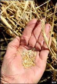 Image result for a few grains of wheat