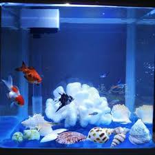 4.5 out of 5 stars. Natural White Coral Reef Conch Shell Aquarium Landscape Decoration Creative Ornaments Home