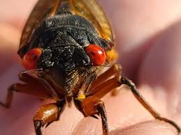 We did not find results for: Farewell Cicadas Spelling Bee Best Places To Live Good News Washington Dc Dc Patch