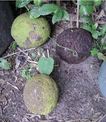 Image result for Treculia