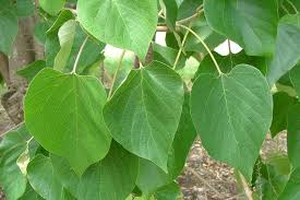 Image result for Gmelina