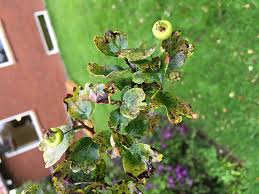 Bruges som lille træ i haven, eller som klippet hæk. Havenyt Dk Syg Rodtjorn