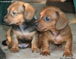 Make a visit to your veterinarian to determine your scheduling shots. Dachshund 6 Weeks Brown For Sale Jamie And Fred 6 Weeks Old Have Had Shots Already Daschund Puppies Dachshund Puppies Puppies