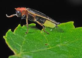 Entomology: Say's Firefly