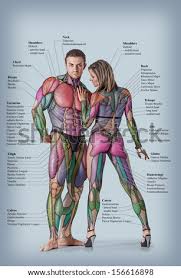 900+ vectors, stock photos & psd files. Muscle Man Male Body Anatomy Stock Photos And Images Avopix Com