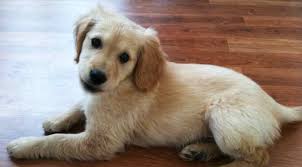 Hypoallergenic Golden Retriever Mix Petsidi