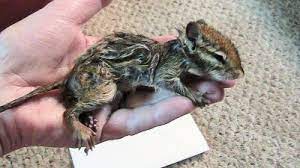 I saved a drowning chipmunk this morning. We Found A Drowning Chipmunk In Our Pond