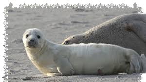 Official twitter profile of arjen robben. Nordsee Baby Boom Auf Helgoland Kegelrobben Nachwuchs Rekord Tiere